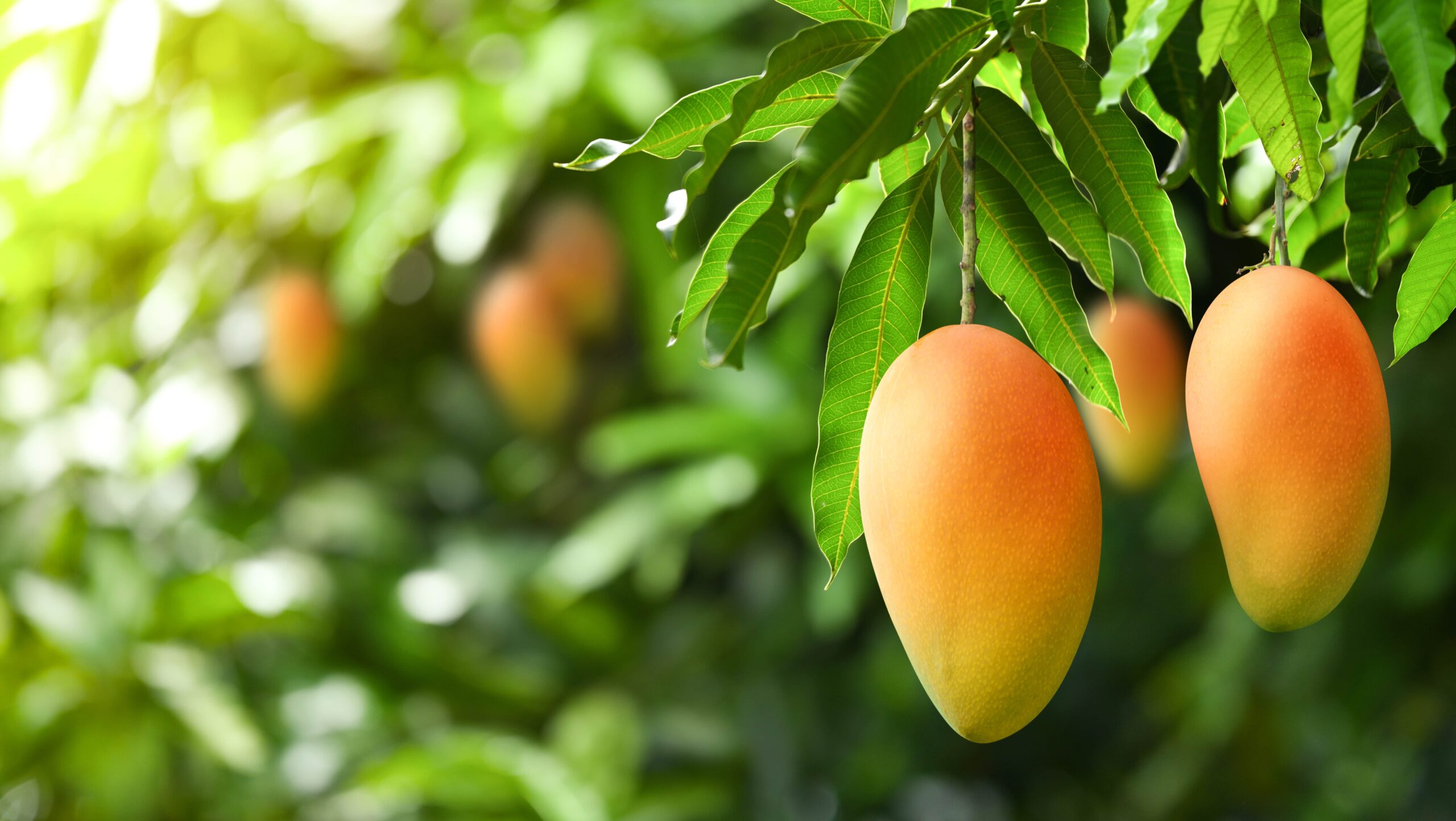 Mango-min-scaled